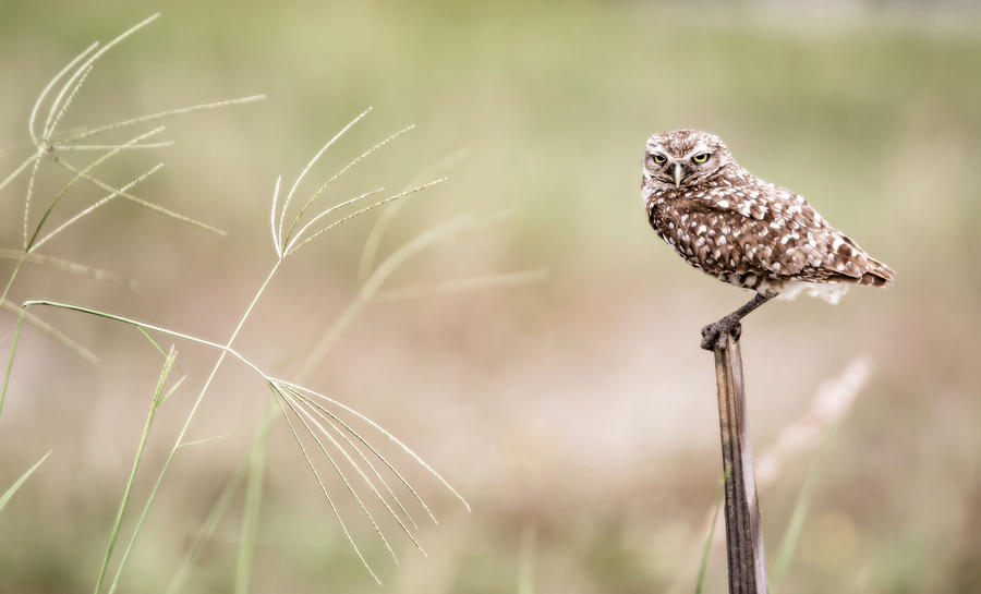 Burrowing Owl in the Wind Photograph by Tracy Winter