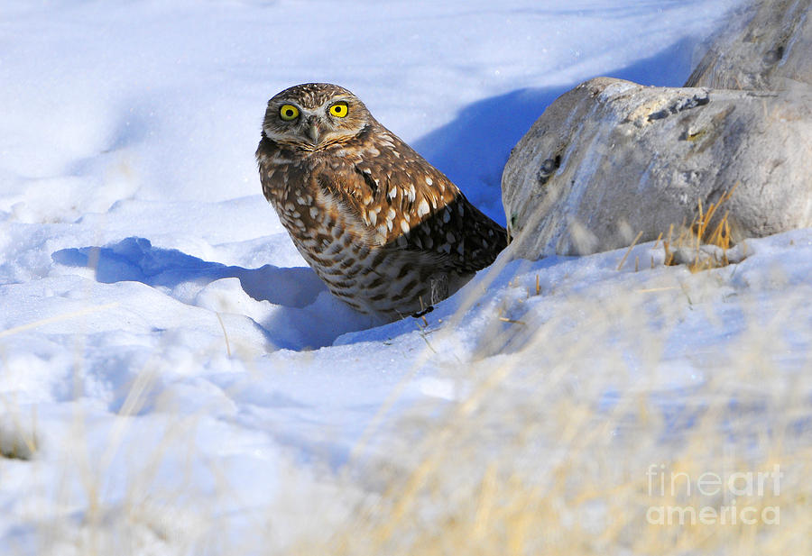 Burrowing Owl in Winter Photograph by Dennis Hammer