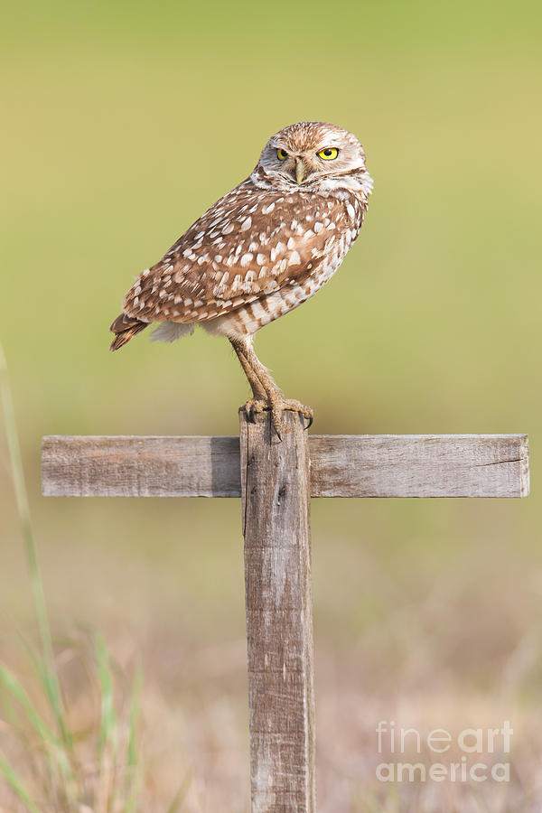 Burrowing Owl IV Photograph by Clarence Holmes