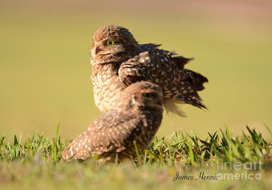 Burrowing Owl Photograph by Metaphor Photo