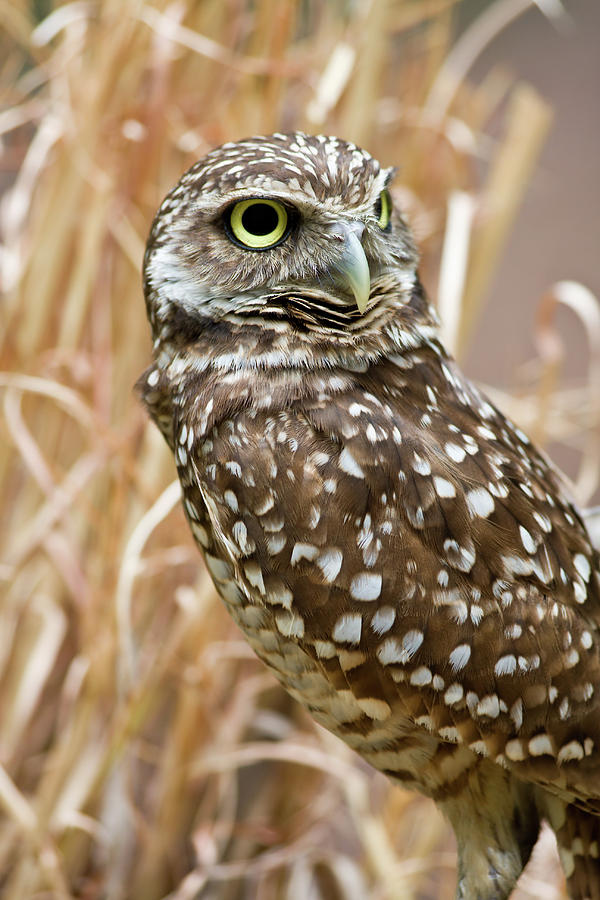 Burrowing Owl Photograph by Jill Lang