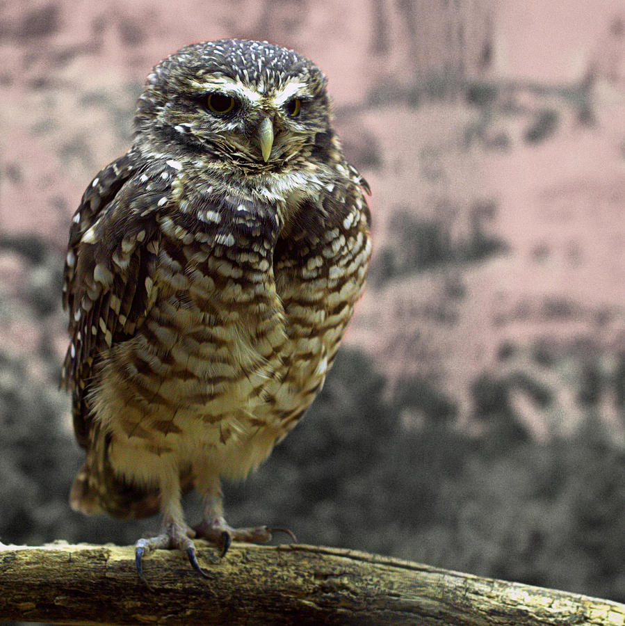Burrowing Owl Photograph by Joseph Skompski