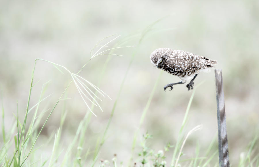 Burrowing Owl Jump Photograph by Tracy Winter