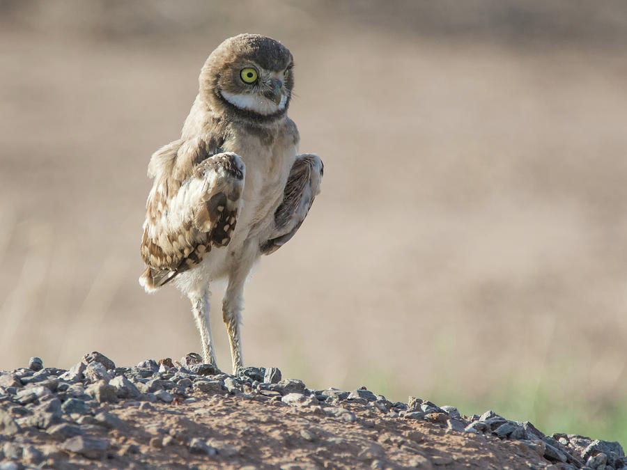 Burrowing Owl Juvenile 2235-080318-1cr Photograph by Tam Ryan