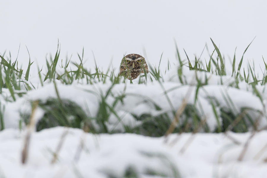 Burrowing Owl Keeping Watch in the Snow Photograph by Tony Hake