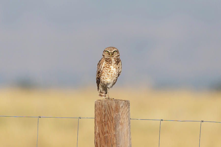 Burrowing Owl Keeps it Serious Photograph by Tony Hake