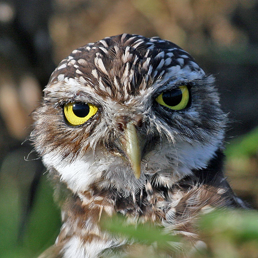 Burrowing Owl Photograph by Larry Linton