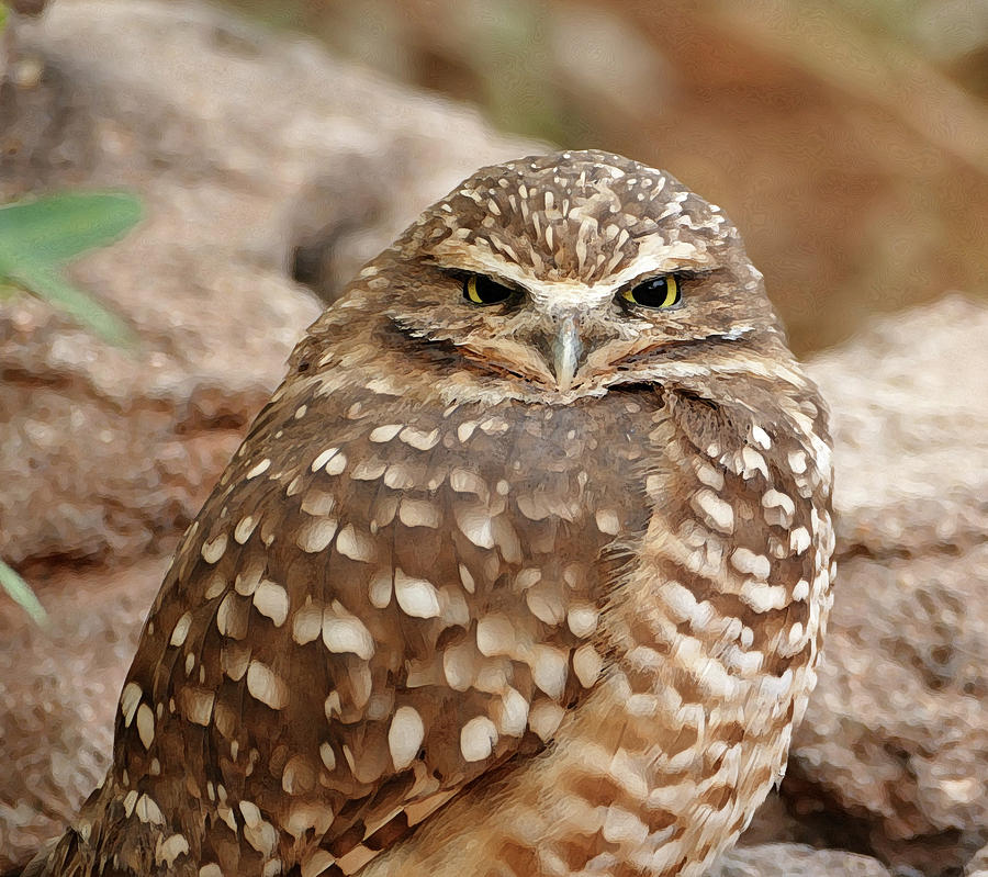 Burrowing Owl Photograph by Laurel Powell