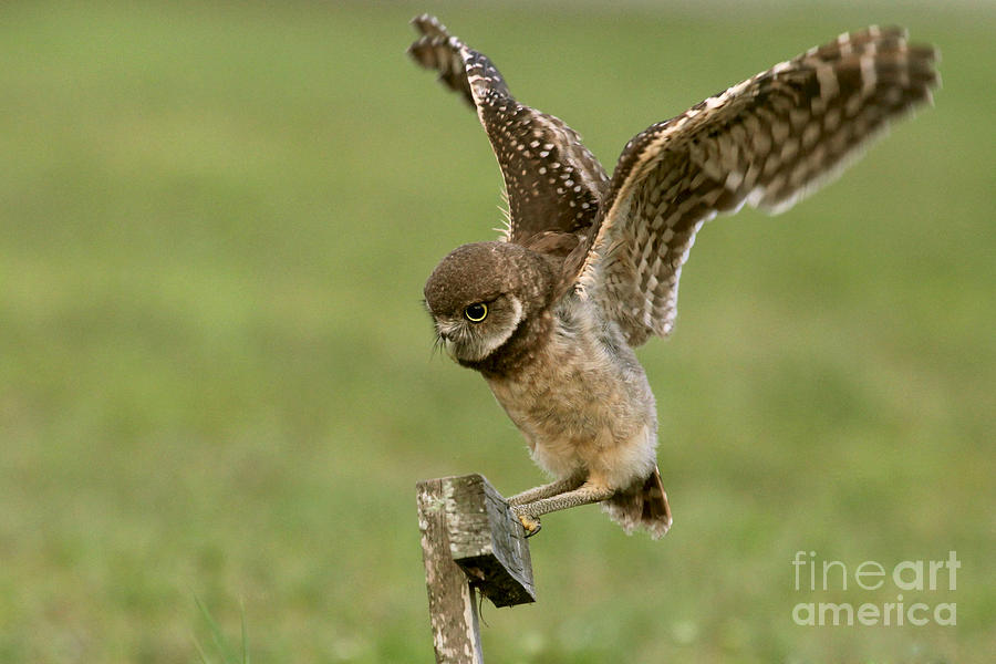 Burrowing Owl - Learning to Fly Photograph by Meg Rousher