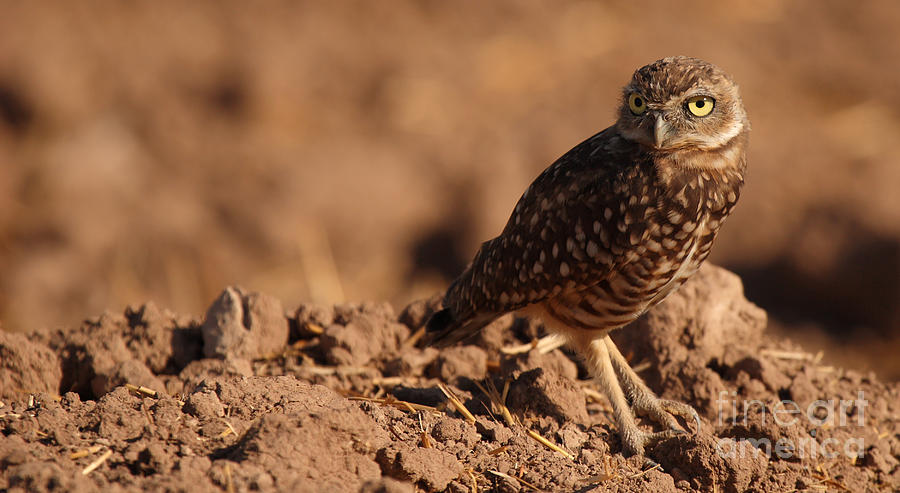 Burrowing Owl Looking Back Over Shoulder Photograph by Max Allen