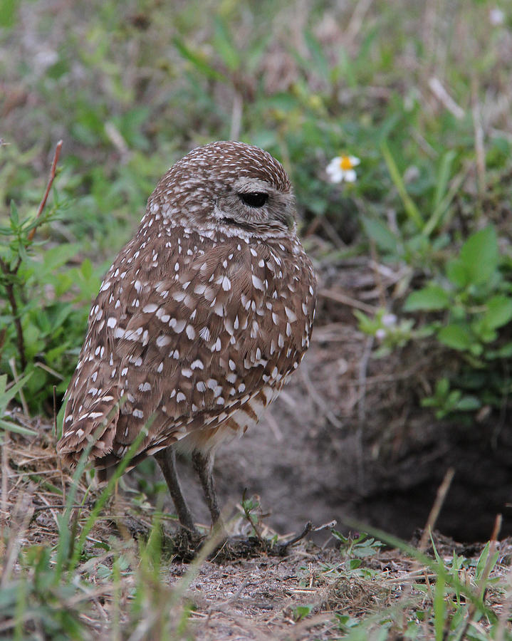 Burrowing Owl - male Photograph by Doris Potter