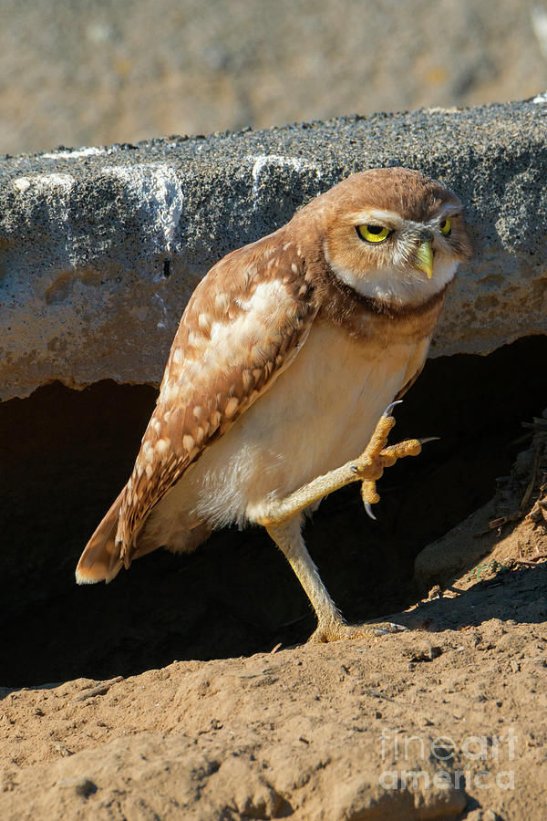 Burrowing Owl MArch Photograph by Michael Dawson