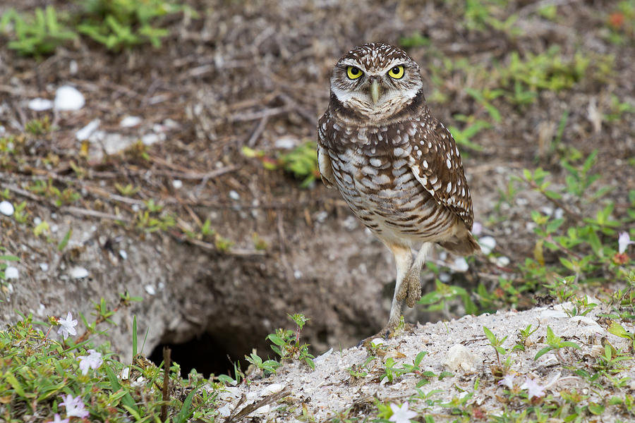Burrowing Owl Marco Island Photograph by Toni Thomas