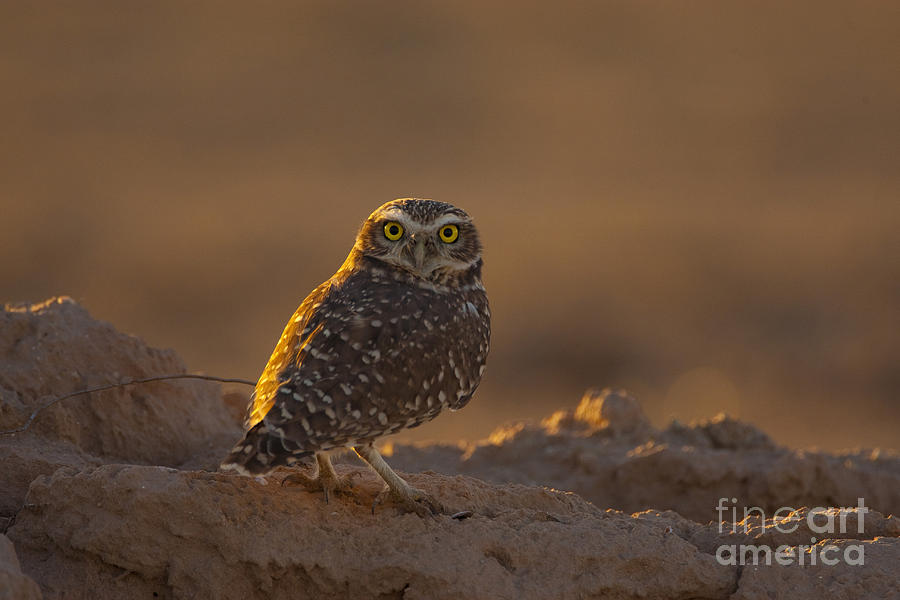 Burrowing Owl Photograph by Marie Read