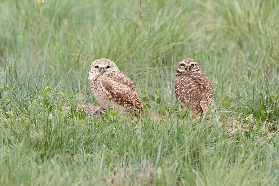 Burrowing Owl Mates on the Great Plaines Photograph by Tony Hake