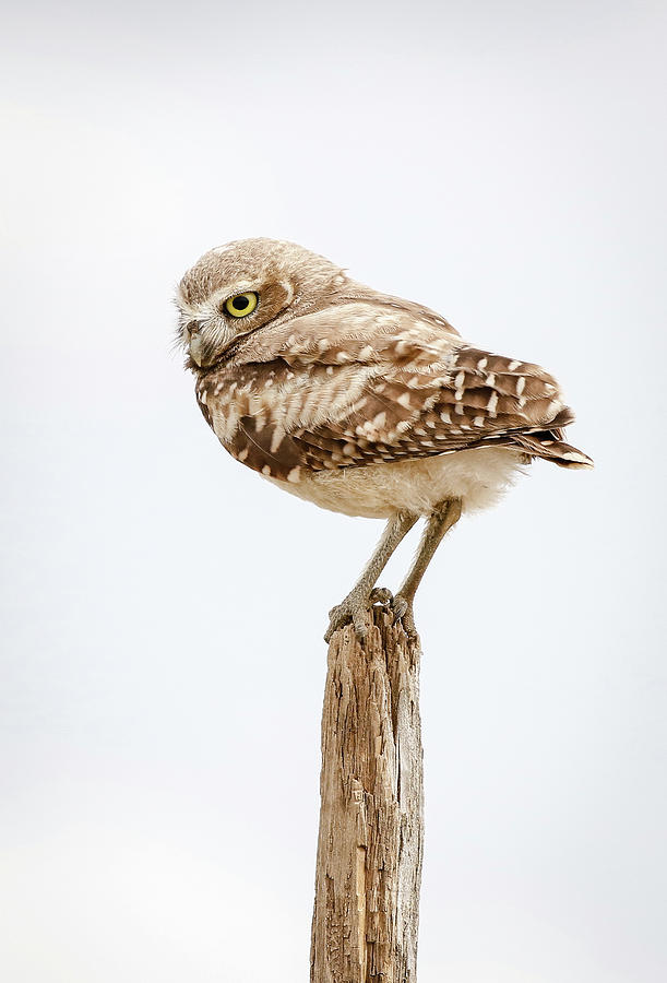 Burrowing Owl Model Photograph by Athena Mckinzie