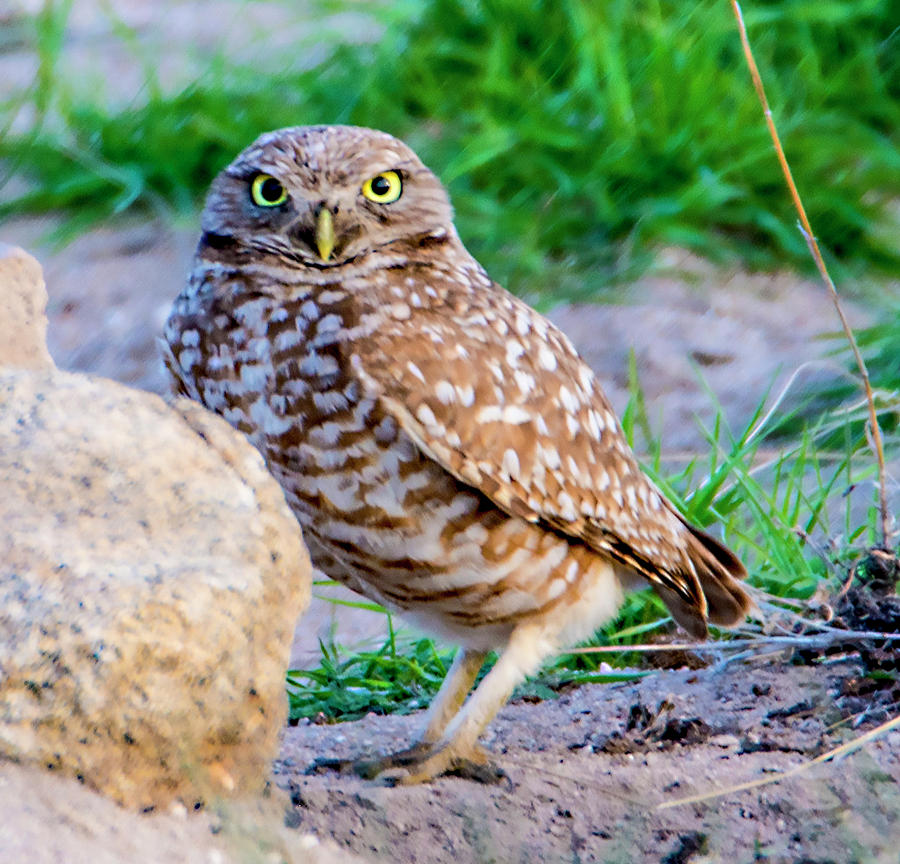 Burrowing Owl Photograph - Burrowing Owl by Norman Hall Burrowing Owl Photograph - Burrowing Owl by Norman Hall