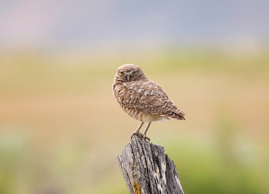 Burrowing Owl on a Post Photograph by Loree Johnson