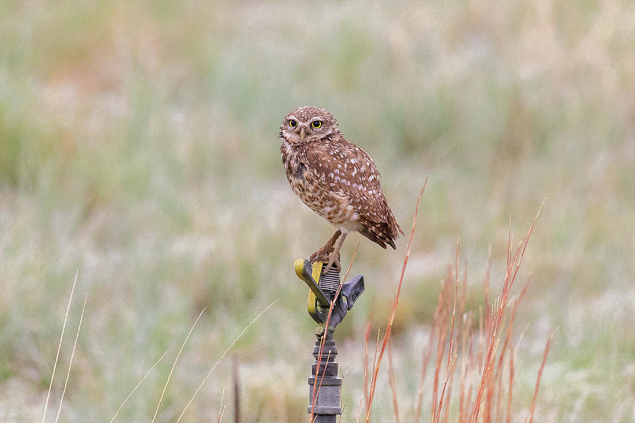 Burrowing Owl On a Sprinkler Photograph by Tony Hake