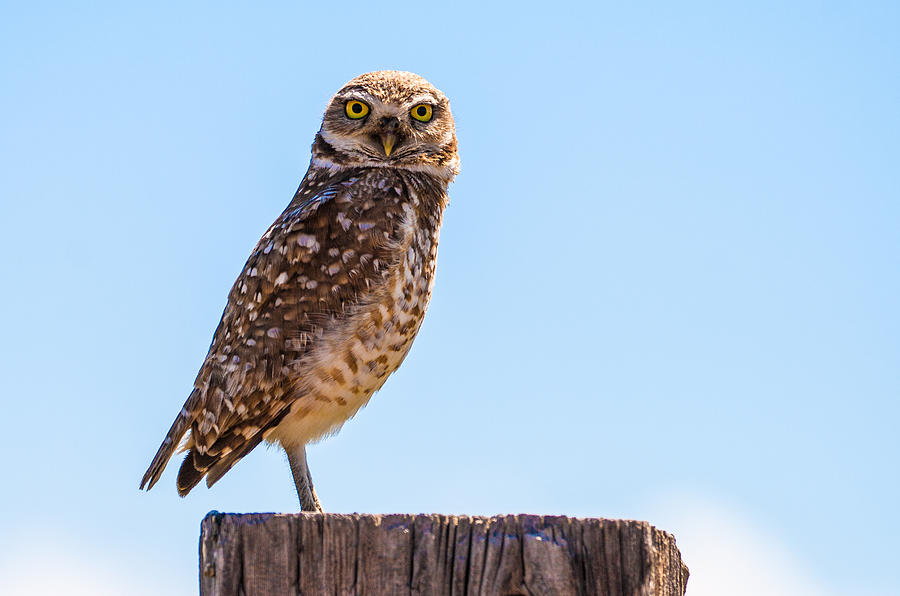 Burrowing Owl on Guard 4 Photograph by Mindy Musick King