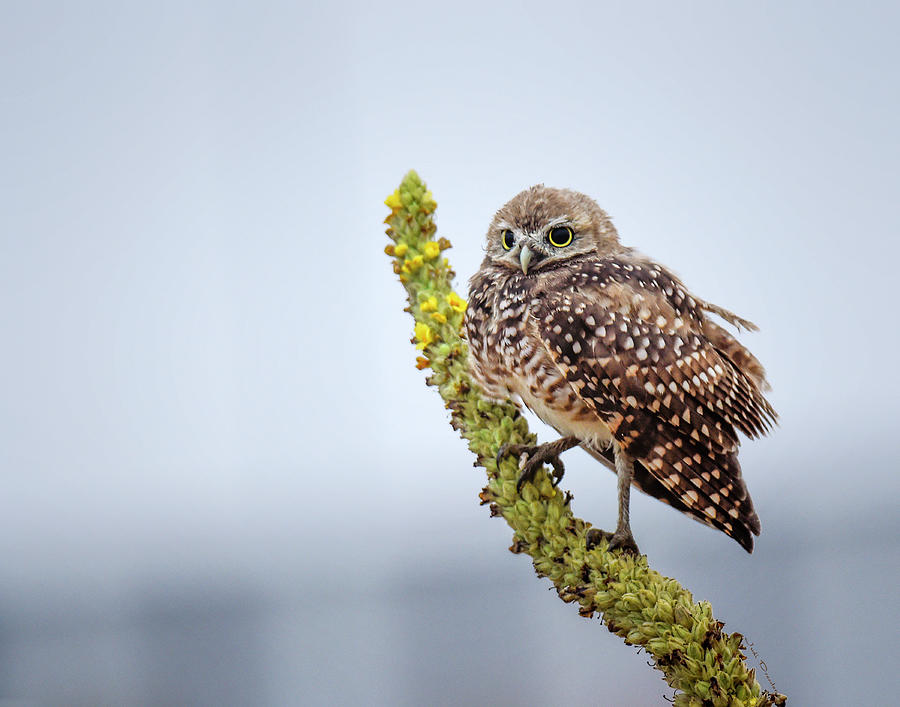 Burrowing Owl on Mullein Photograph by Judi Dressler