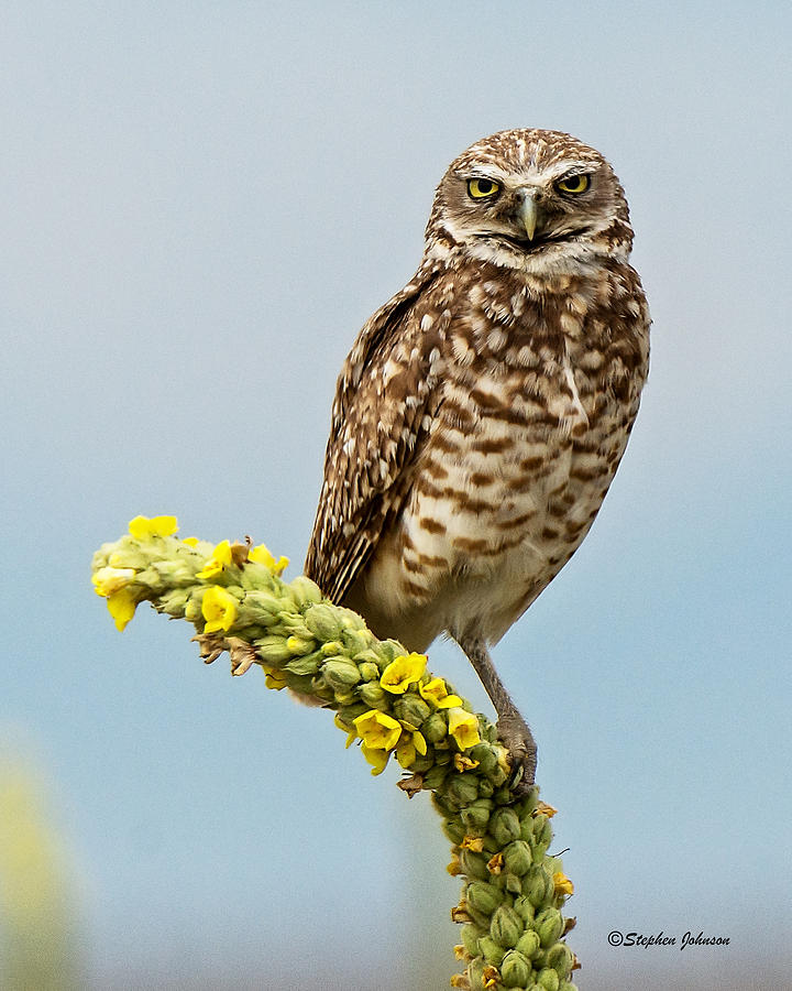 Burrowing Owl on Mullein Plant Photograph by Stephen Johnson