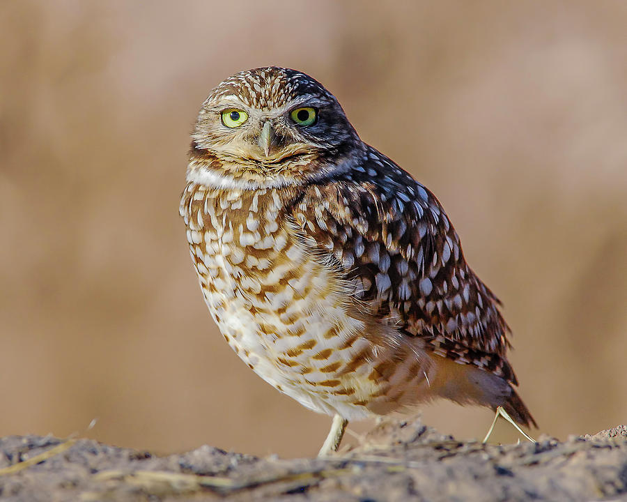 Burrowing Owl On One Leg Photograph By Morris Finkelstein