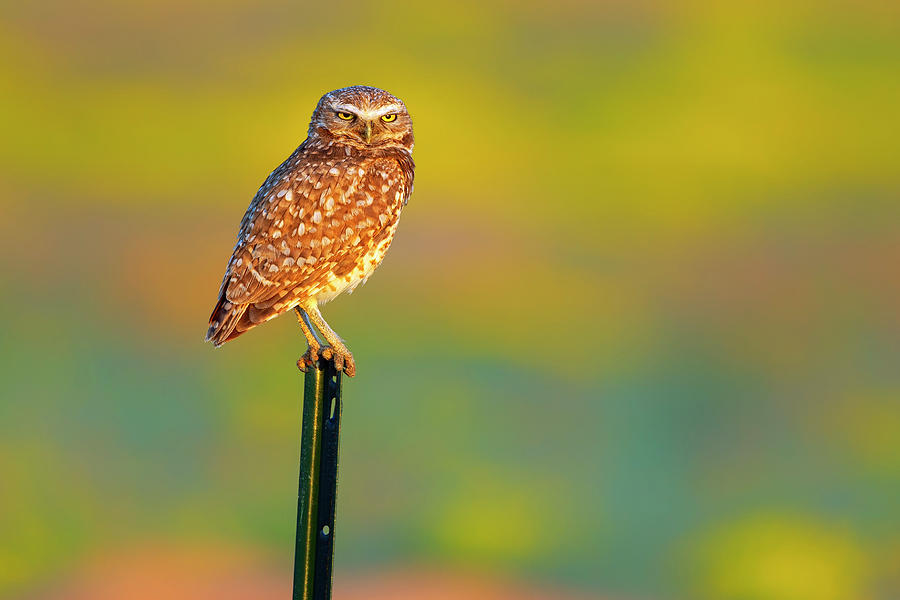 Burrowing Owl on Post Photograph by Gary Langley