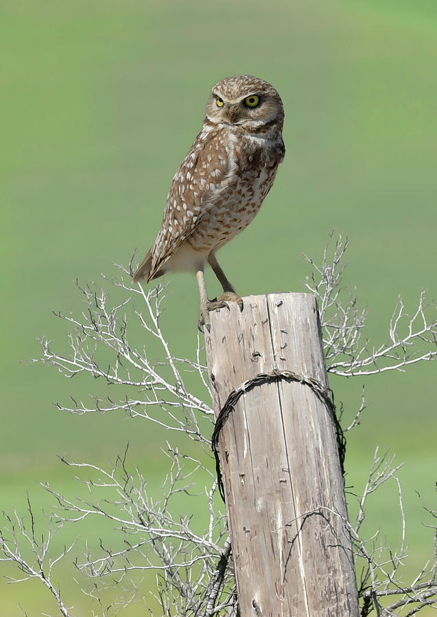 Burrowing Owl on Post Photograph by Steve McKinzie