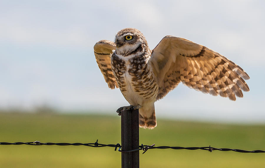 Burrowing Owl on Watch 2 Photograph by Mindy Musick King