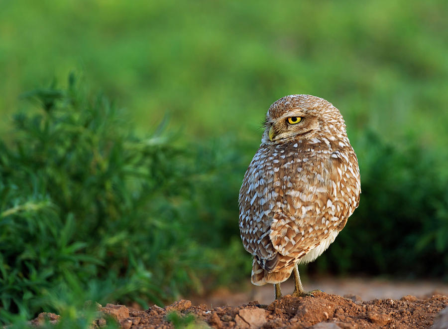 Burrowing Owl on Watch Photograph by Gary Langley