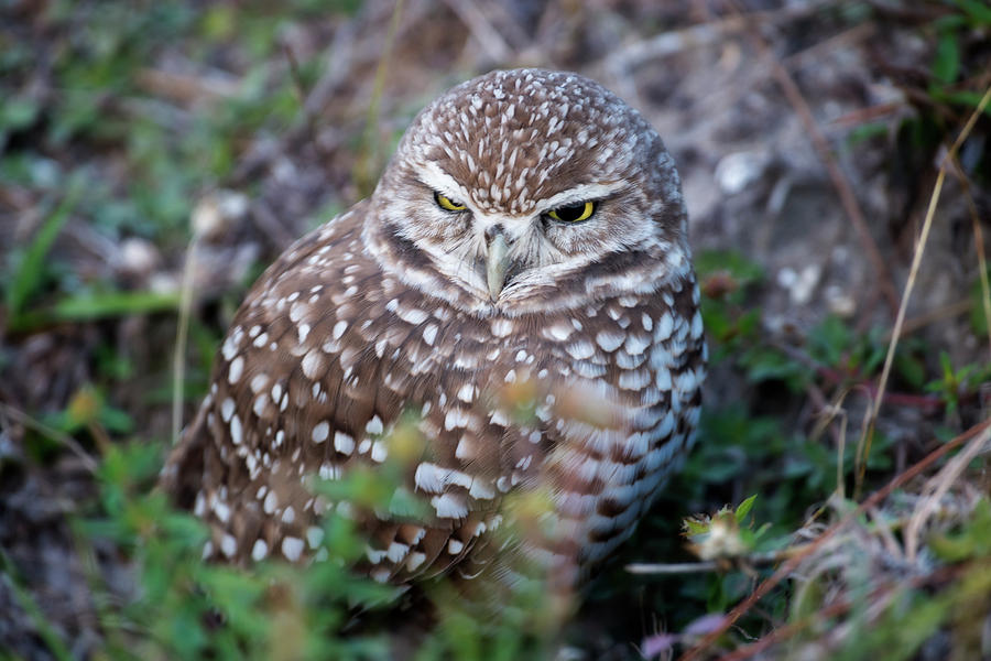 Burrowing owl outside of her nest Photograph by Dan Friend