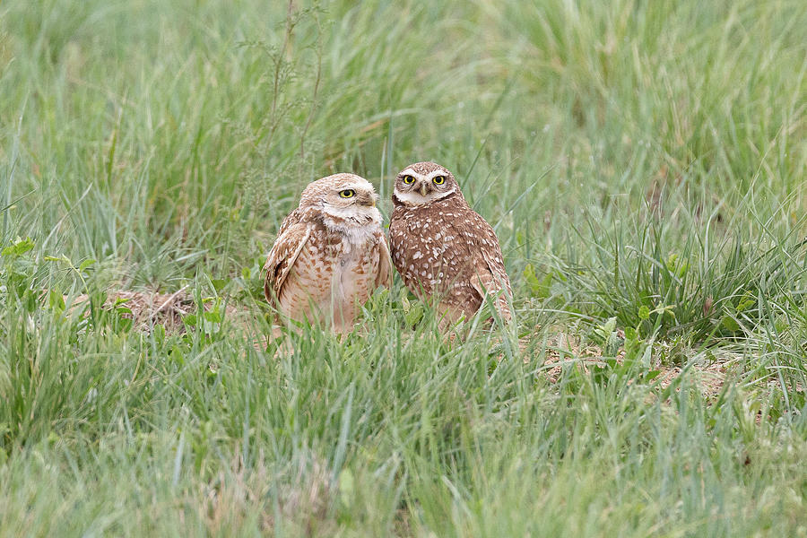 Owl Photograph - Burrowing Owl Pair on the Great Plains by Tony Hake