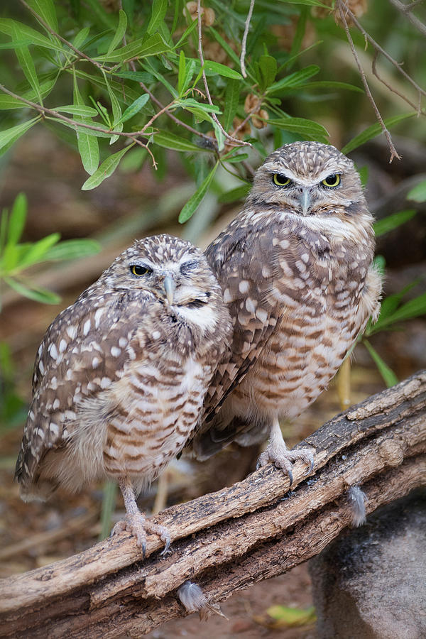 Burrowing Owl Pair  Photograph by Saija Lehtonen