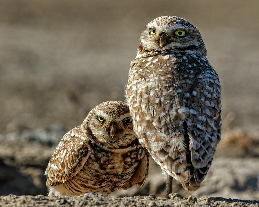 Burrowing Owl Parents Photograph by Wes and Dotty Weber