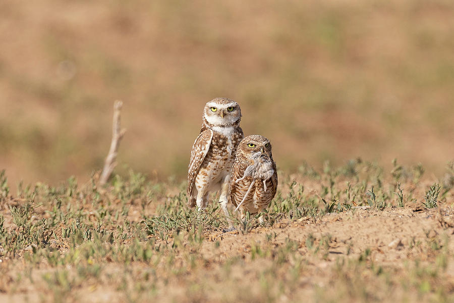 Burrowing Owl Parents with Breakfast Photograph by Tony Hake