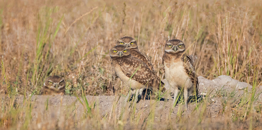 Burrowing Owl Party Photograph by Loree Johnson