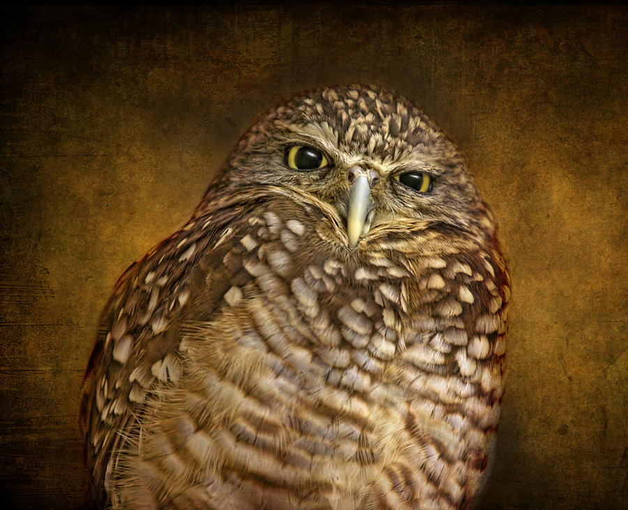 Burrowing Owl Photograph by Pat Abbott