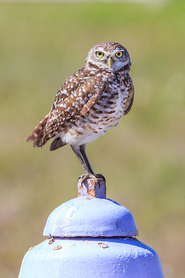 Burrowing Owl Photograph by Paul Schultz