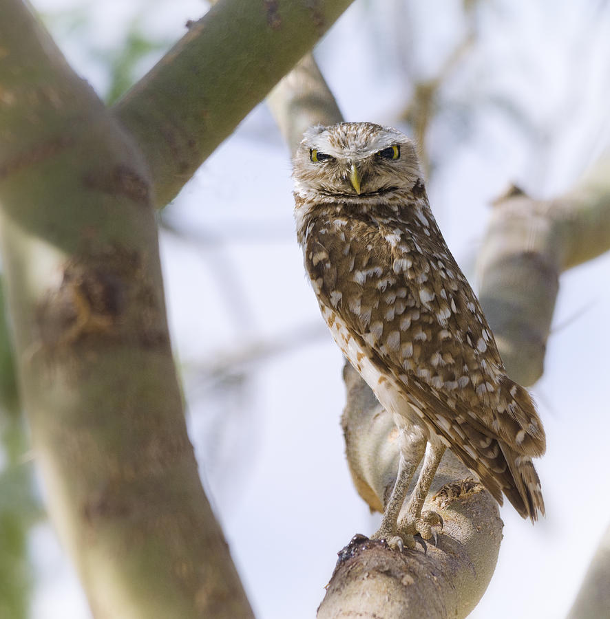 Owl Photograph - Burrowing Owl Perched on a Branch  by Saija Lehtonen
