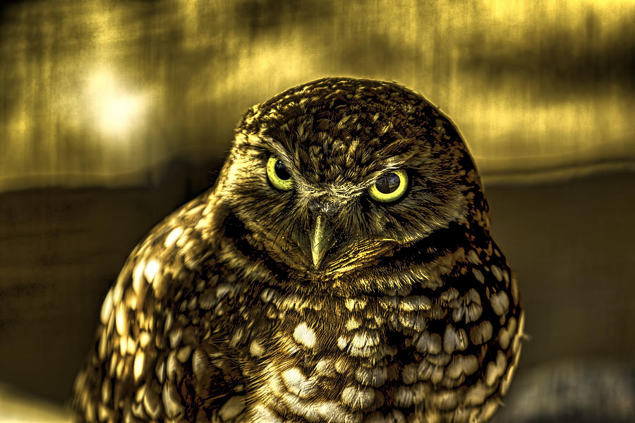 Nature Photograph - Burrowing Owl by Pete Federico Nature Photograph - Burrowing Owl by Pete Federico