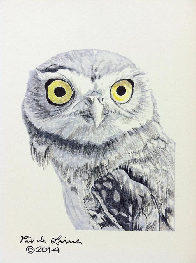 Burrowing Owl Drawing by Pio De Lima Fine Art America