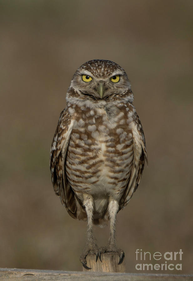 Burrowing Owl Portrait Photograph by Brian Kamprath