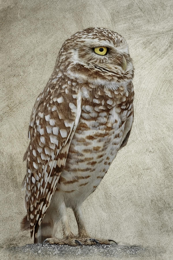 Burrowing Owl Portrait Photograph by Wes and Dotty Weber