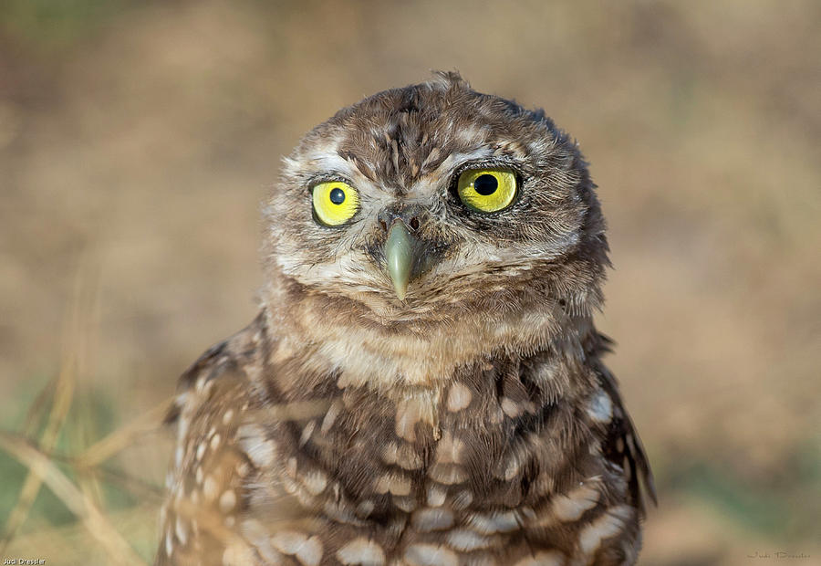 Burrowing Owl Portrait Photograph by Judi Dressler