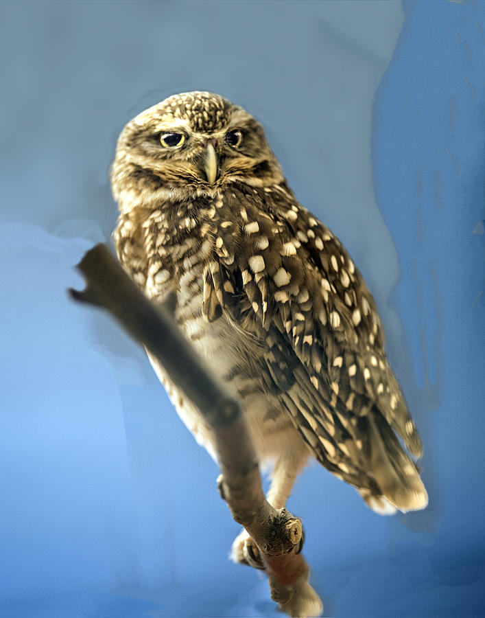 Burrowing Owl Portrait Photograph by William Bitman