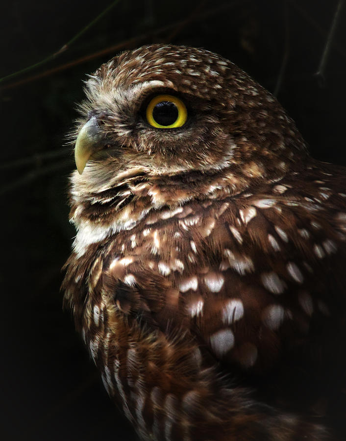 Burrowing Owl Protrait Photograph by Elaine Malott