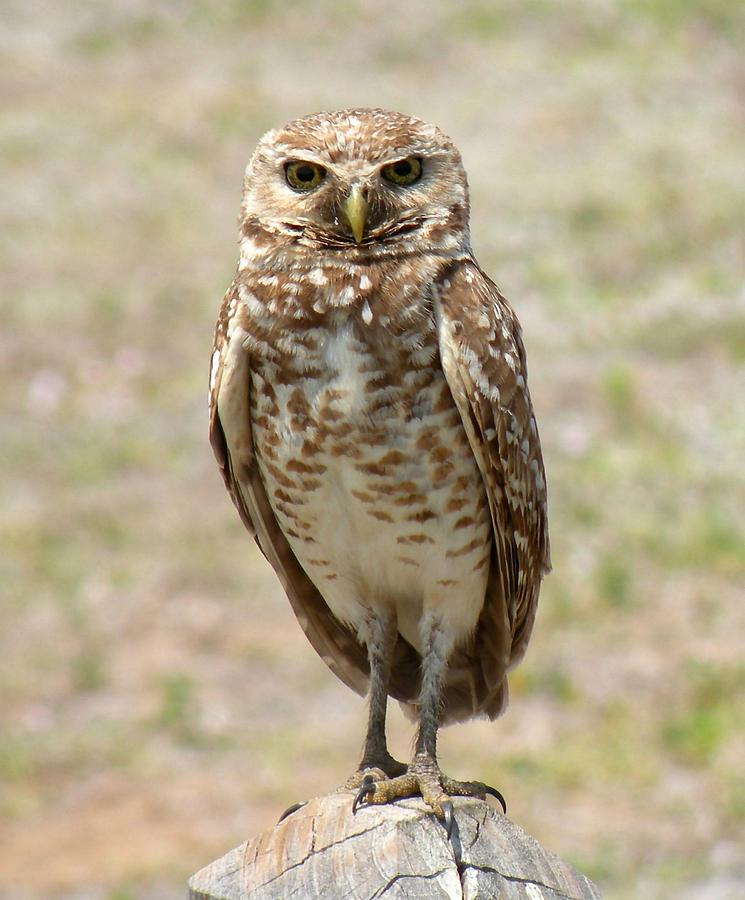 Burrowing Owl Photograph by Rosalie Scanlon