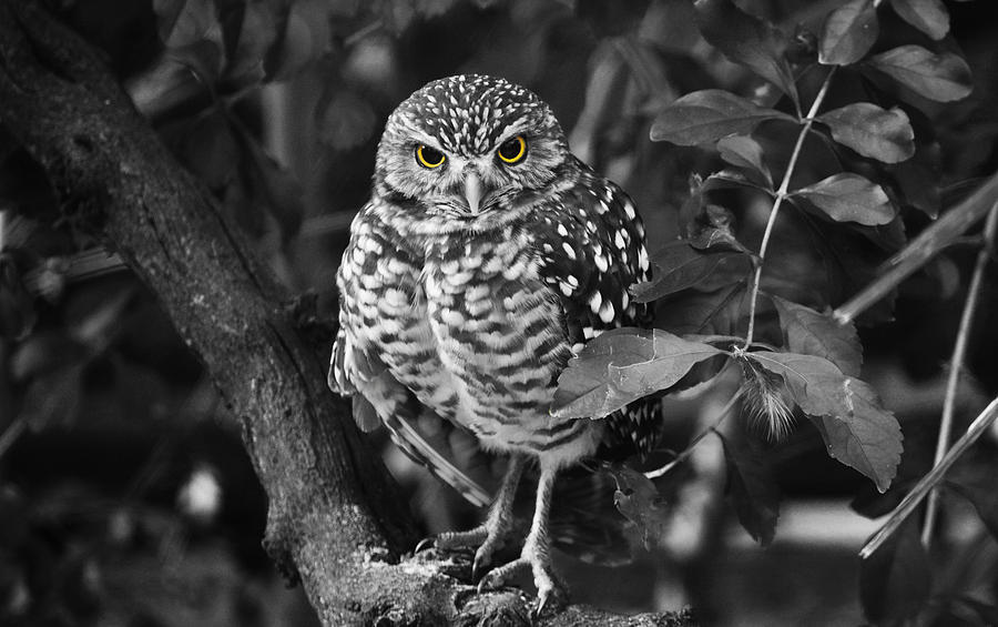 Burrowing Owl  selective color eyes Photograph by Judy Wanamaker