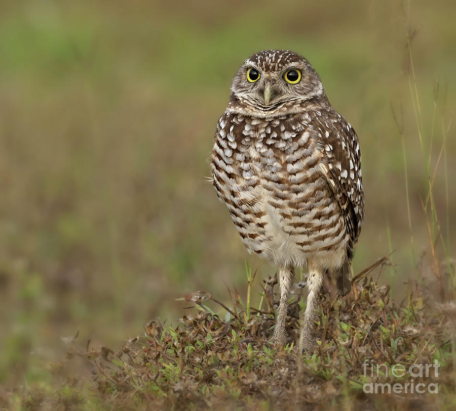 Burrowing Owl Photograph by Sherry Butts - Pixels